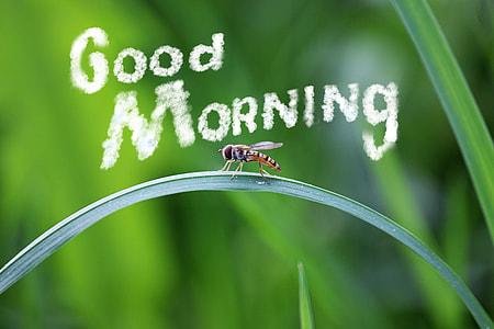 thumb.jpg67633d4163d60 - 120 Good Morning Quotes For Friends And Family