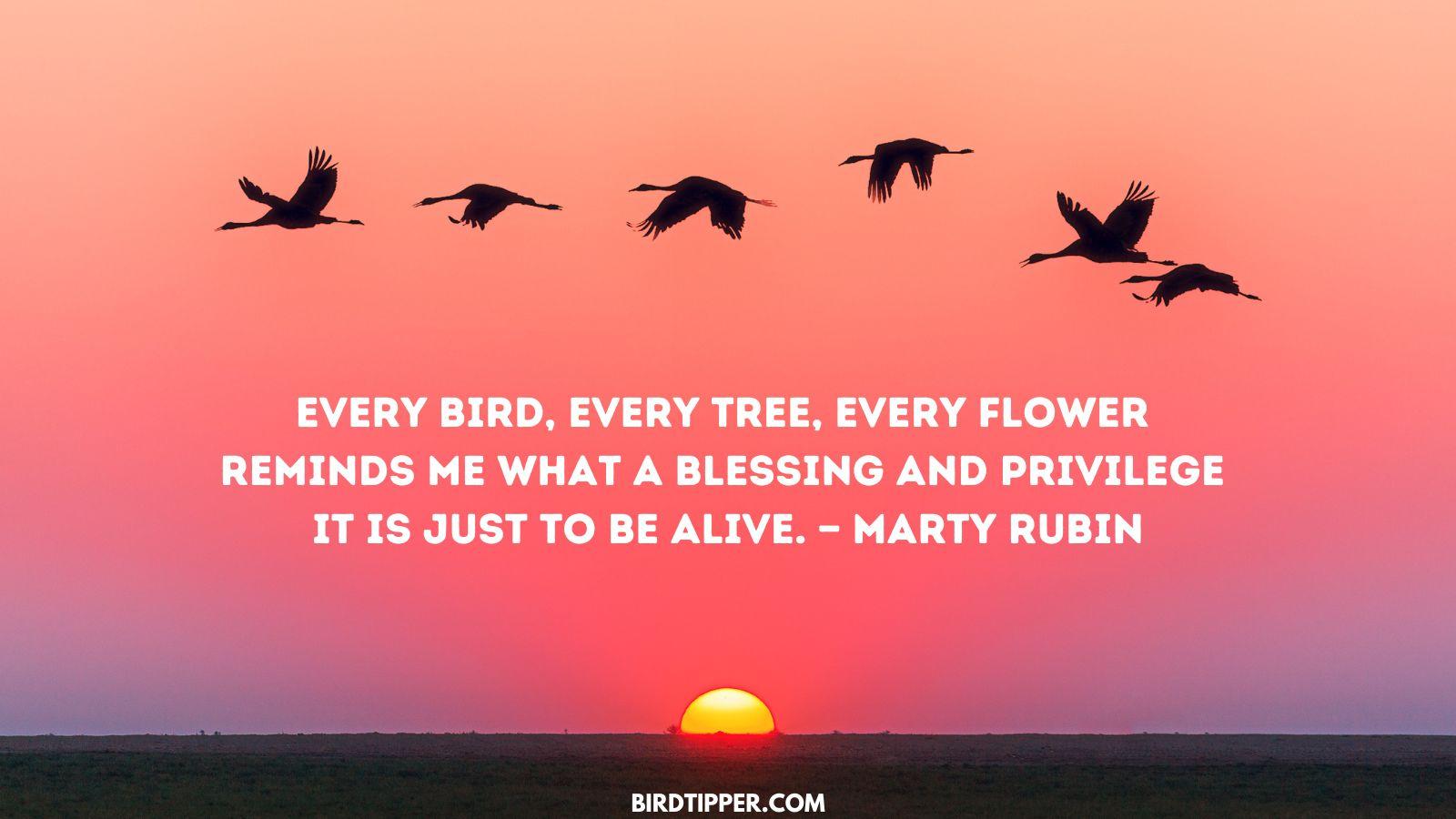 rubin - 120 Bird Inspirational Quotes