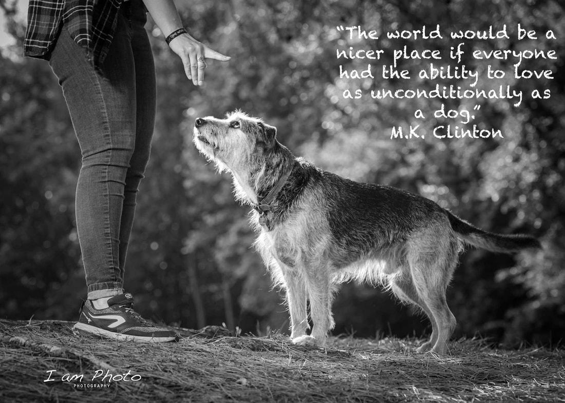 5479 120 dog friendship quotes - 120 Jimmy Buffett Quotes About Friendship