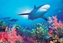 5849 120 quotes ocean life 220x150 - 120 Quotes About Good Life And Love