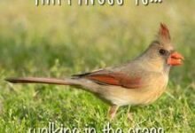 120 Bird Inspirational Quotes
