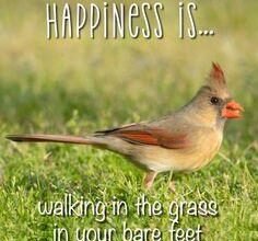 120 Bird Inspirational Quotes