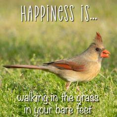 120 Bird Inspirational Quotes
