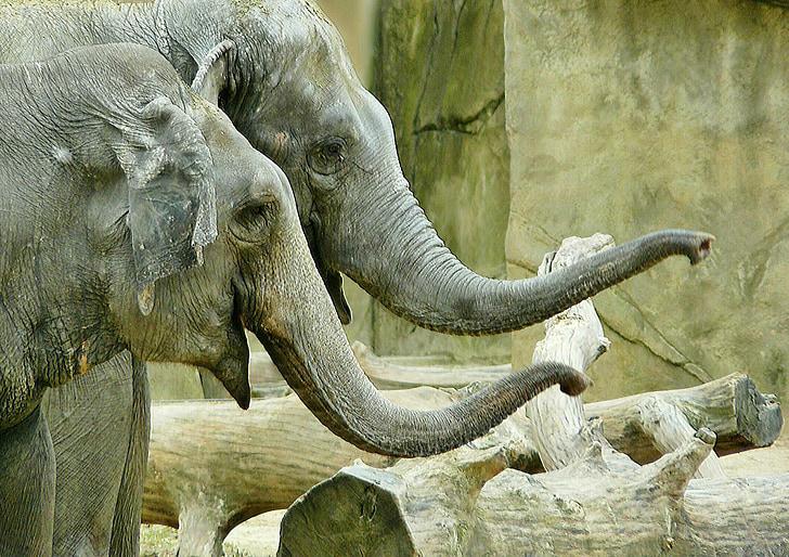 review.jpg04fc - 120 Elephant Friendship Quotes