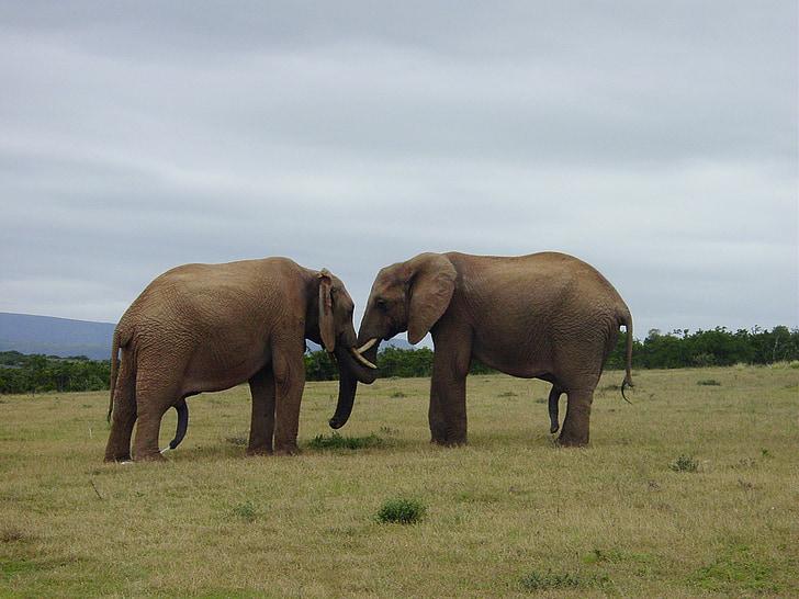 review.jpgecad - 120 Elephant Friendship Quotes